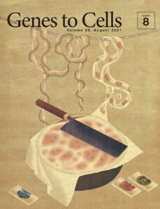 連続切片の技術向上を祈る西瓜の飾り付け