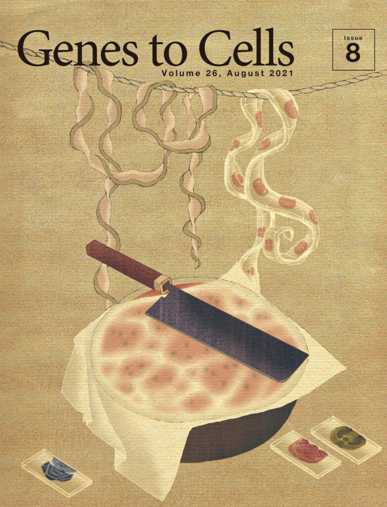 連続切片の技術向上を祈る西瓜の飾り付け