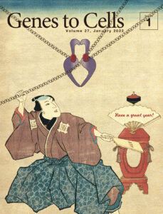 正月にトポイソメラーゼII独楽の技を披露する