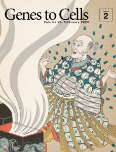 モザイク状にY染色体を失う浦島太郎