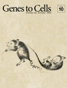 オレキシンのように巻いた覚醒マウスの尻尾