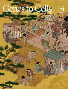 ルミクリンの働きで成熟する精子たち