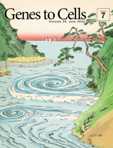 2つのミオシンの違いが生み出す体の左右軸