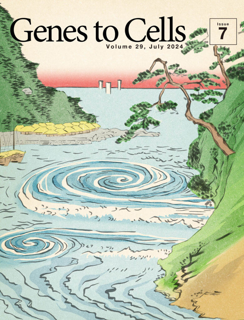 2つのミオシンの違いが生み出す体の左右軸