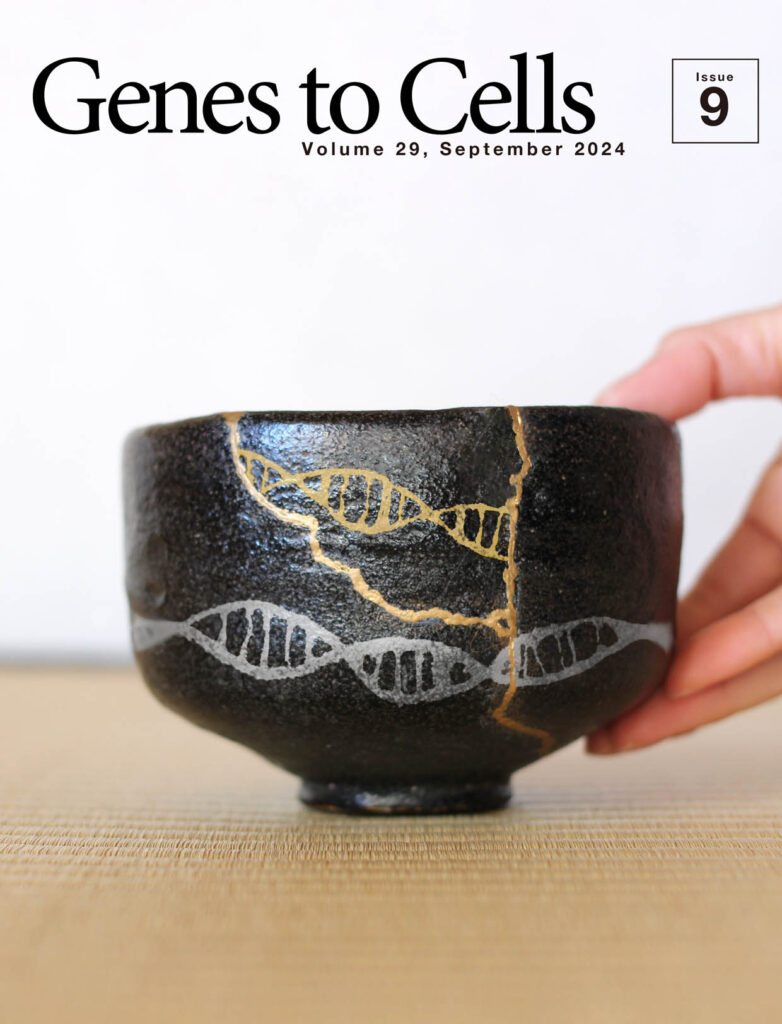 「金継ぎノックイン」により新たな価値が加わった茶碗