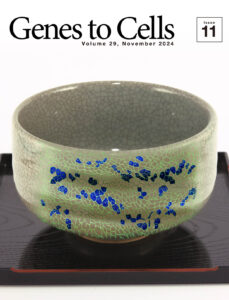 貫入で上皮組織を表現する匠の技