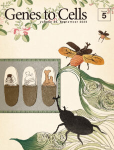 カブトムシの角はどのように形作られるのか?