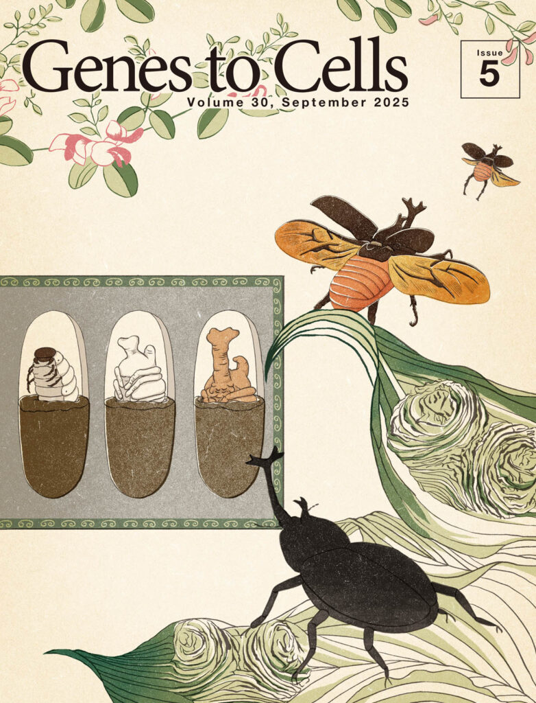 カブトムシの角はどのように形作られるのか？